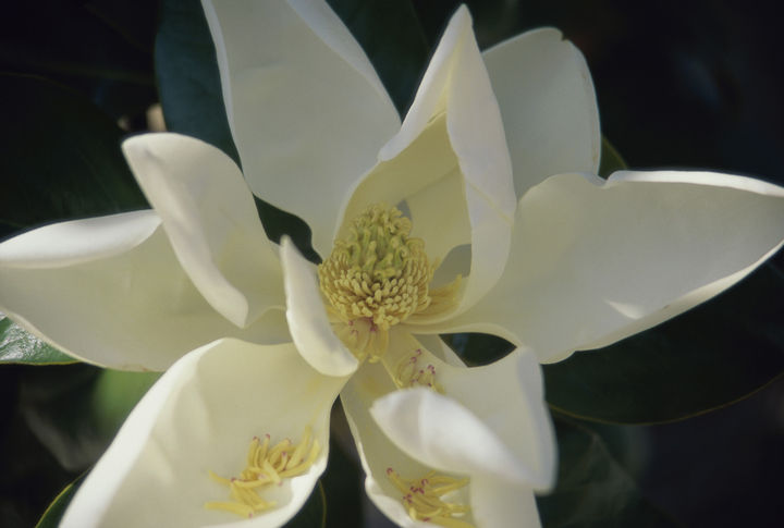 Magnolia